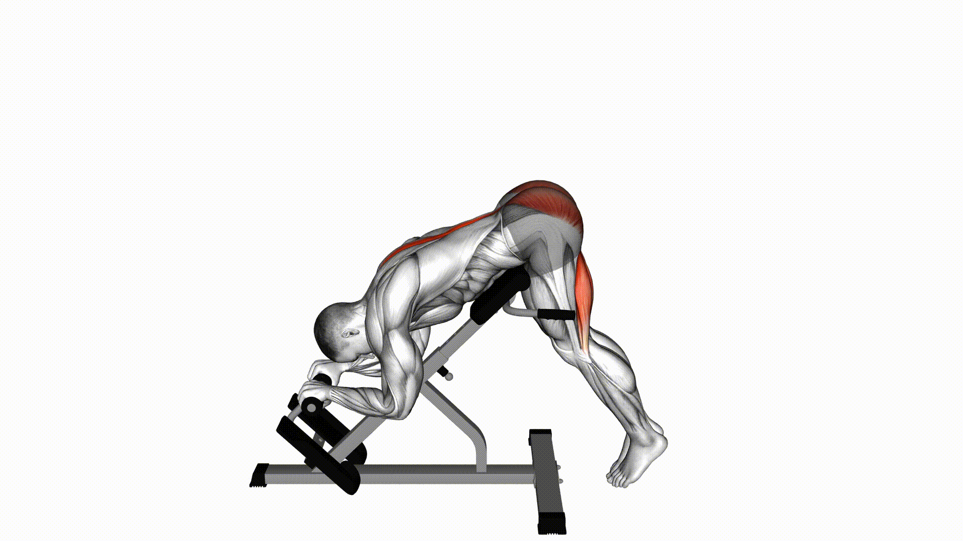 Hyperextension Reverse on Bench (Bodyweight) — Exercise | Fitnotes X