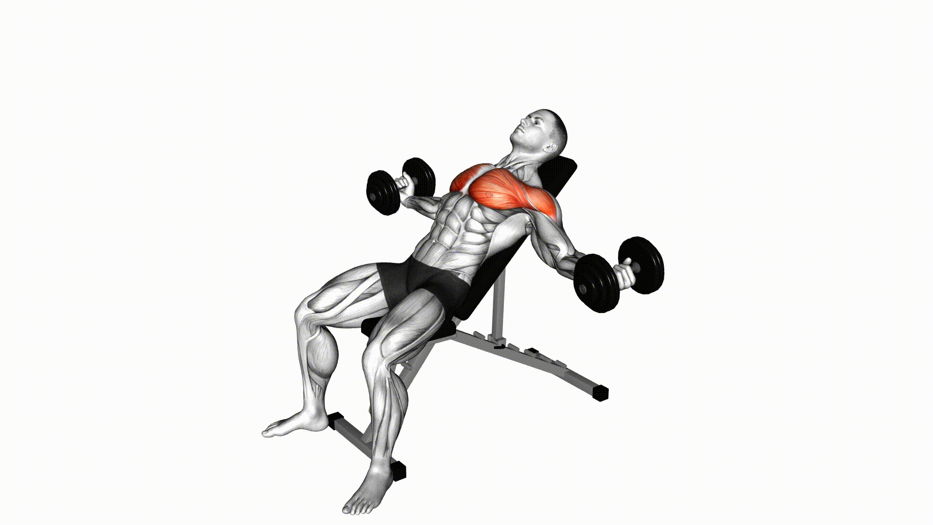 Incline Chest Fly (Dumbbell) — Exercise | Fitnotes X
