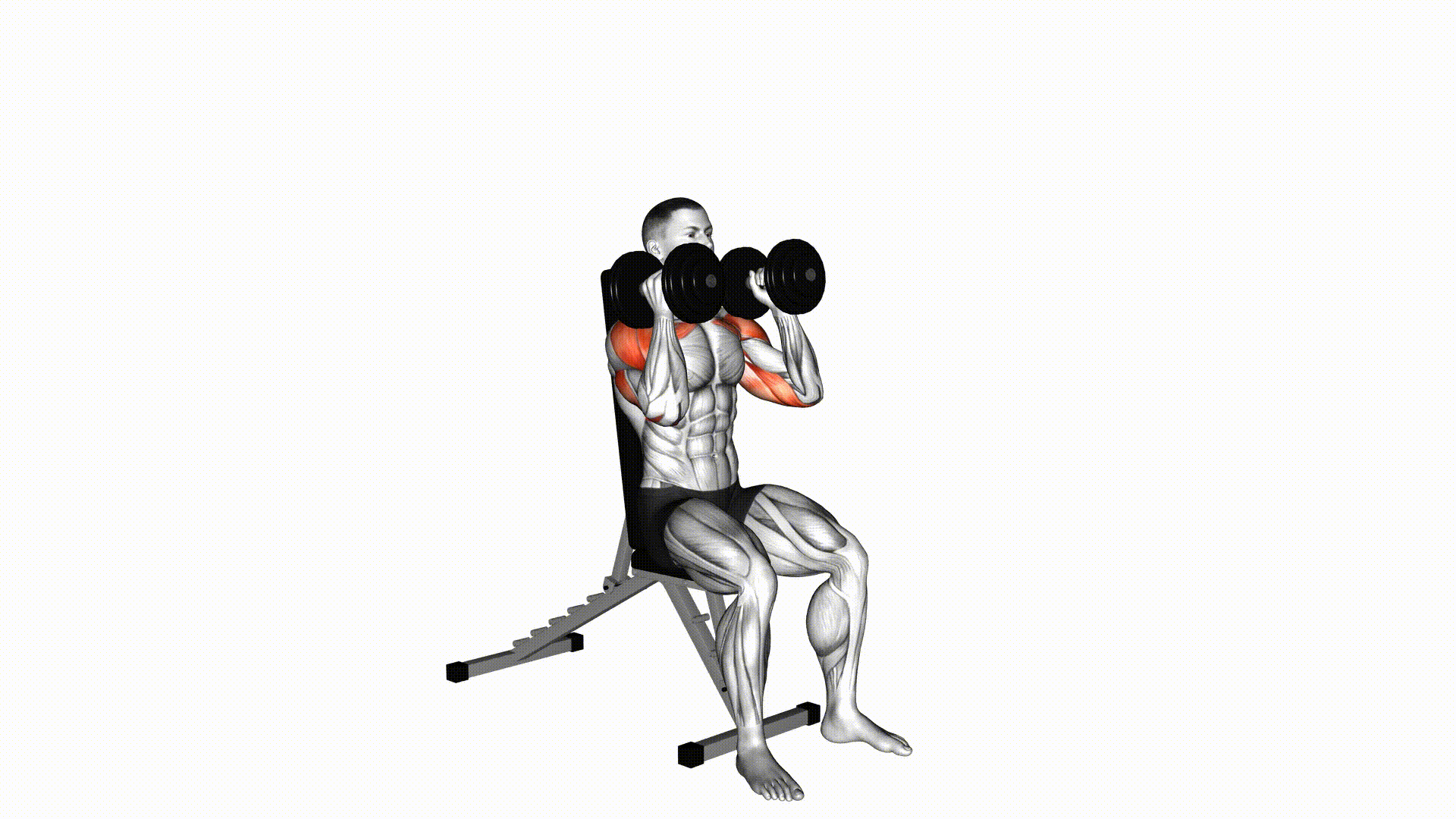 Schulterdrücken sitzend Parallelgriff (Kurzhantel) — Overhead Press ...