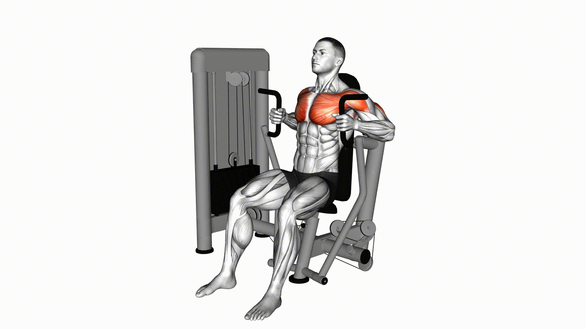 Chest Press Parallel (Machine) — Exercise | FitNotes X