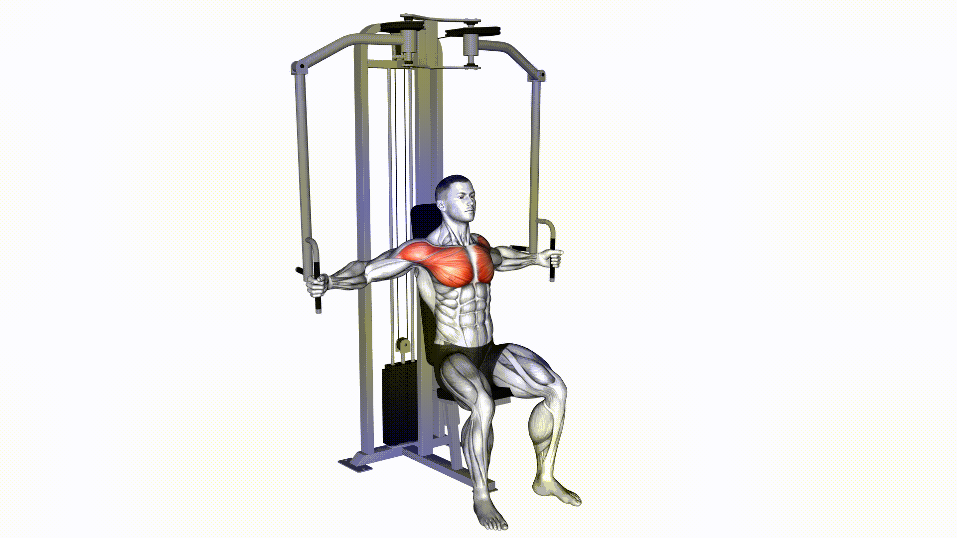 Chest Fly (Machine) — Exercise | Fitnotes X