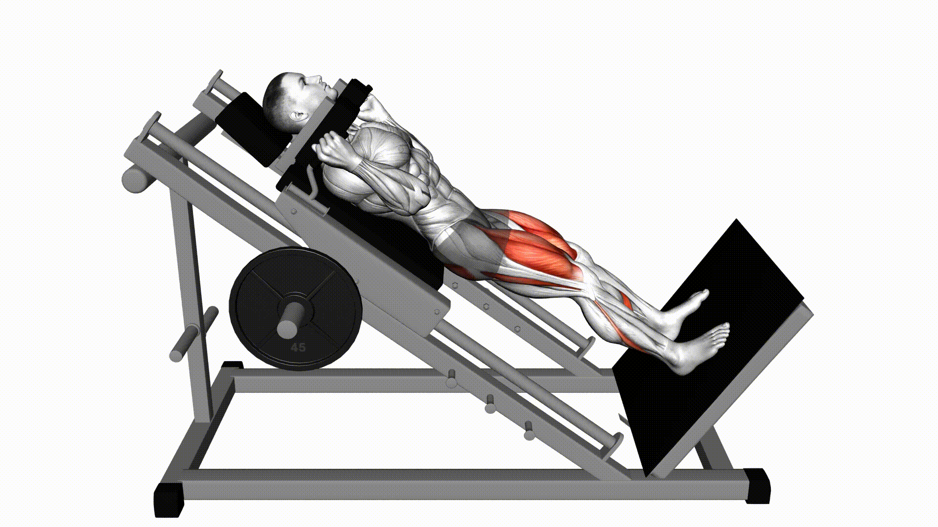 Hack Squat (Machine) — Exercise | Fitnotes X